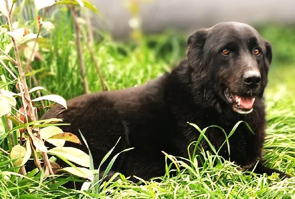 Connor, cerca casa (adozione del cuore) Foto 5